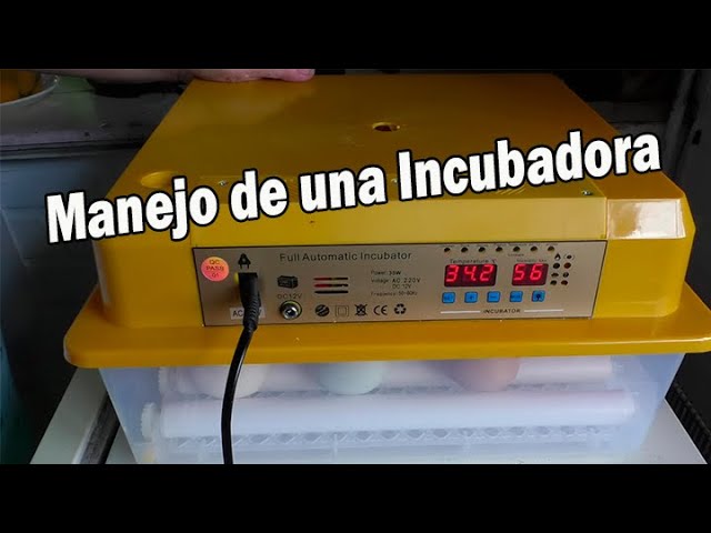 Fundir Barricada Monetario MANEJO DE UNA INCUBADORA PEQUEÑA AUTOMÁTICA - YouTube