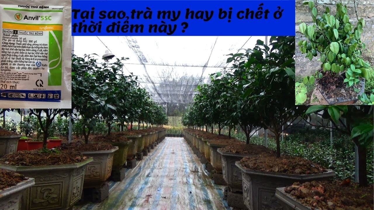 TẠI SAO TRÀ MY HAY BỊ CHẾ.T VÀO TG NÀY ? - ÍT ĐƯỢC TIẾT LỘ - VƯỜN KIM CHI