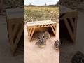 Simple Method Bird Trap - New Quail Trap #shorts