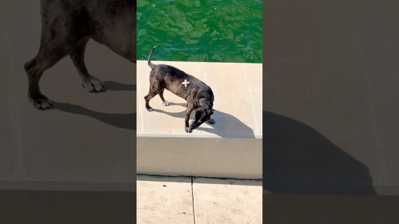 Переизбыток милоты от этого щенка 