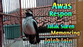 Download Lagu Suara Jalak Suren Gacor Full Isian Mewah Memancing Burung Jalak Agar Gacor - Pancingan Jalak Suren MP3