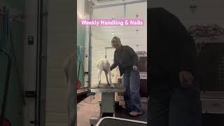 Weekly Handling &amp; Nails @ Prep School