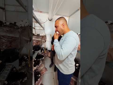 لأول مرة في فلسطين شاب من غزة يزرع الفطر غزة فلسطين فطر فطريات زراعة زراعة النباتات