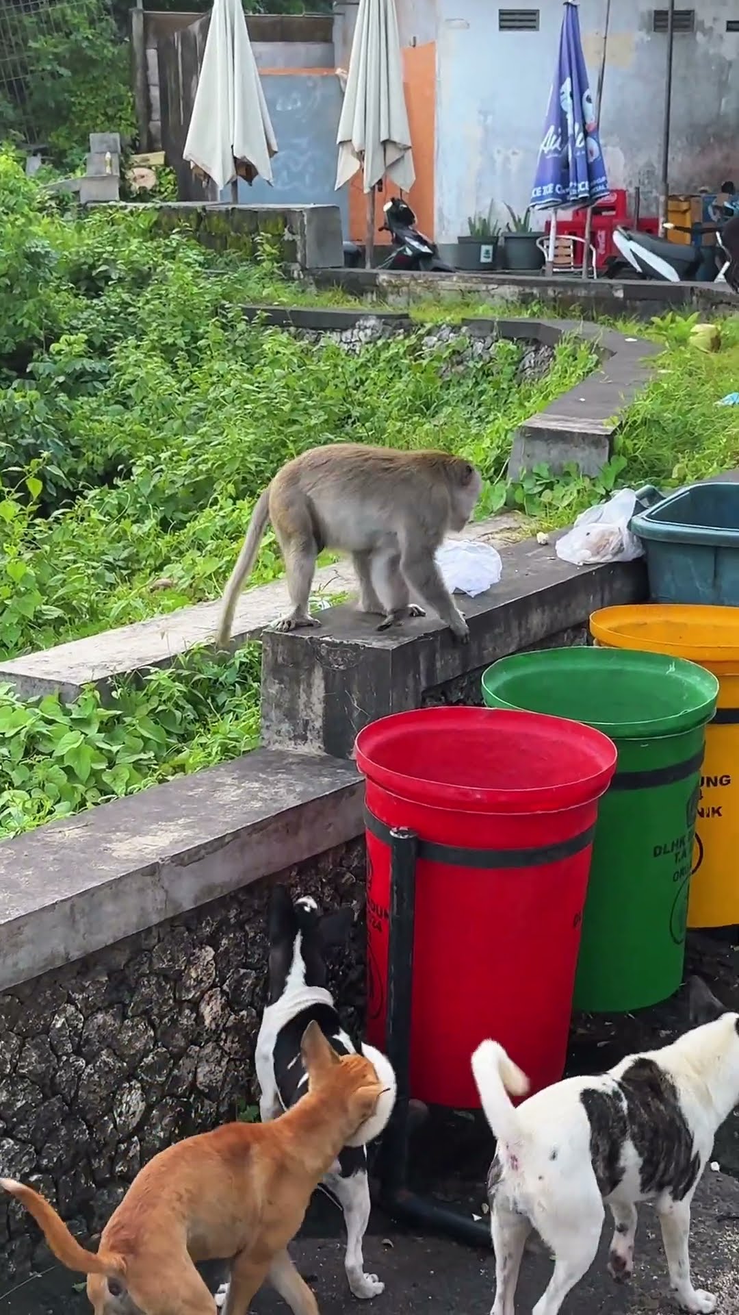 Monkey Scares Dogs Away While Eating Garbage || ViralHog