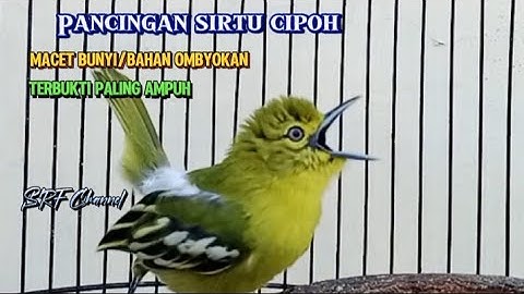 PANCINGAN SIRTU GACOR 100% bikin emosi lawan buktikan#sirtugacor @srfchannel3881