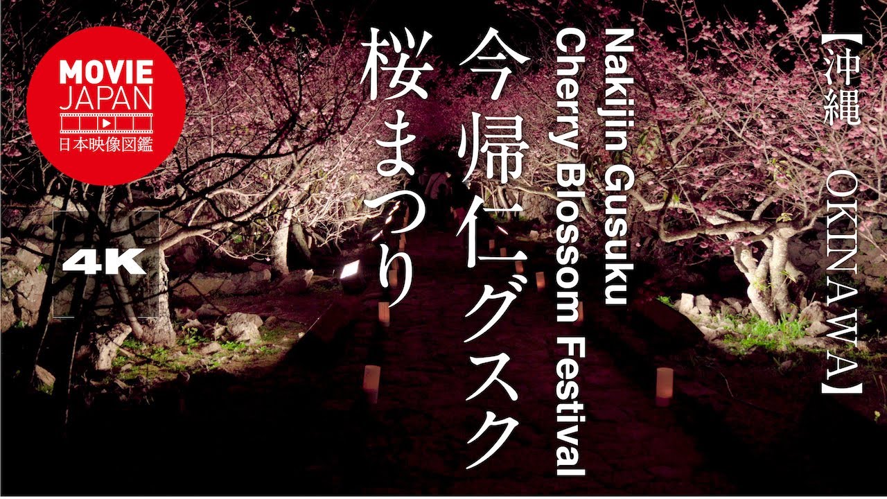 今帰仁グスク桜まつり 4k Nakijin Gusuku Cherry Blossom Festival Youtube