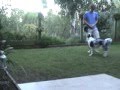 Dog Training- Training my dog Splash to maintain front position using clicker training Dog Training- Training my dog Splash to maintain front position using clicker training