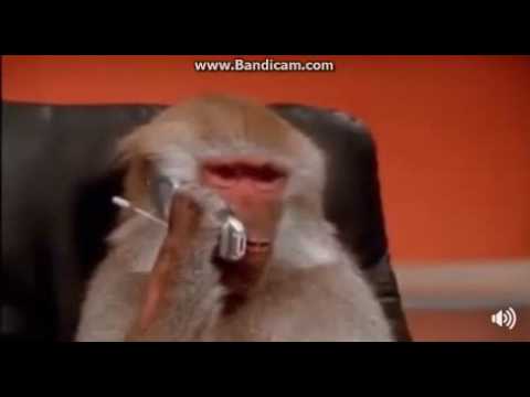 Telefonda Karısıyla kürtçe Konuşan Maymun