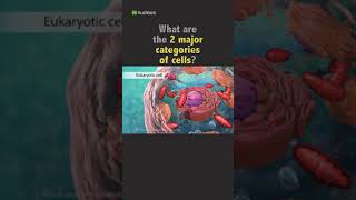 Biology Quiz: What are 2 categories of cells?