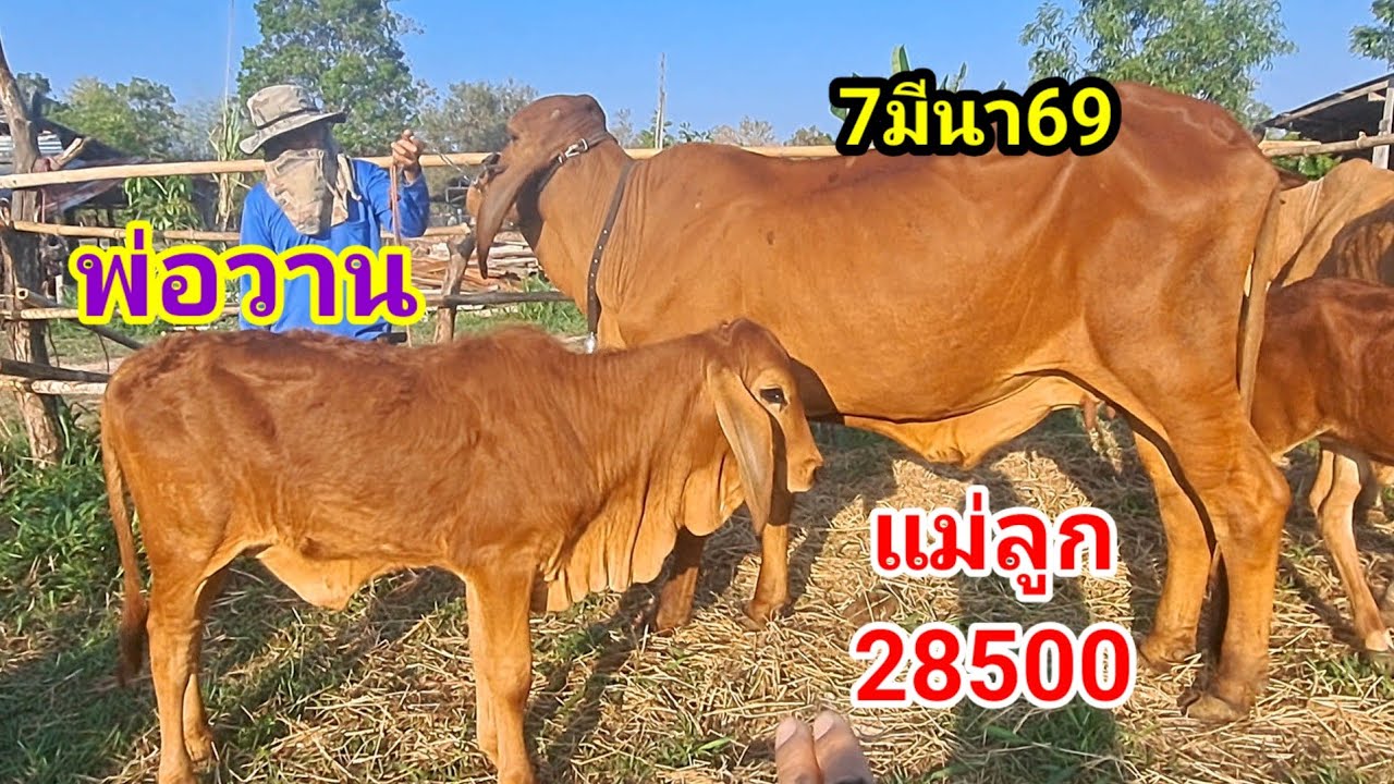 พ่อวาน 064-198-9226 บ.หนองแสง อ.ปทุมราชวงศา จ.อำนาจเจริญ/7มีนา69