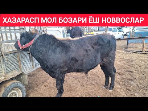 ХОРАЗМ ХАЗАРАСП МОЛ БОЗОРИ КАТТА ХУКИЗЛАР ВА ЁШ ХУКИЗ НАРХЛАРИ 26 ЯНВАРЬ 2025-ЙИЛ !!! ХОРАЗМ ОБЗОР