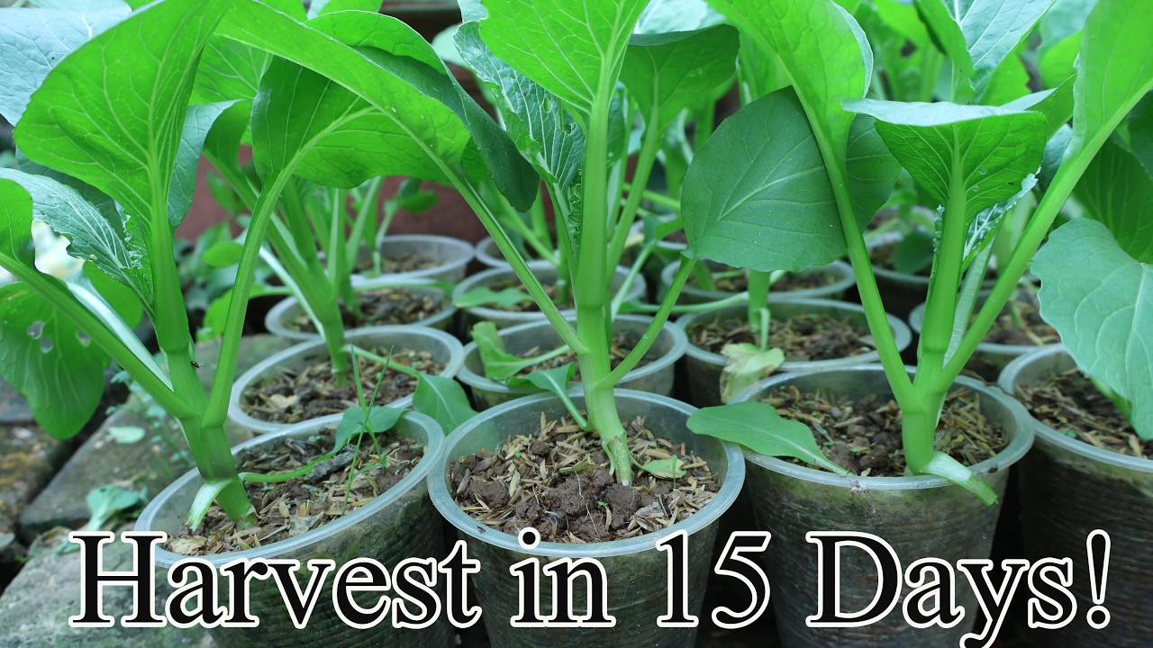 Growing bok choy in plastic cups — harvest in 15 days