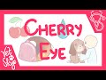 Cherry Eye - breed predispositions, clinical signs, diagnosis, treatment