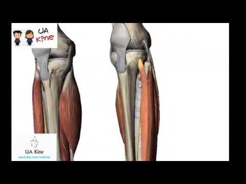 Vídeo: Anatomía, Función Y Diagrama De Los Tejidos De La Rodilla - Mapas Corporales