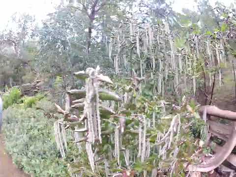 Video: Silk Tassel Bush Planting – Paano Pangalagaan ang Silk Tassel Shrubs