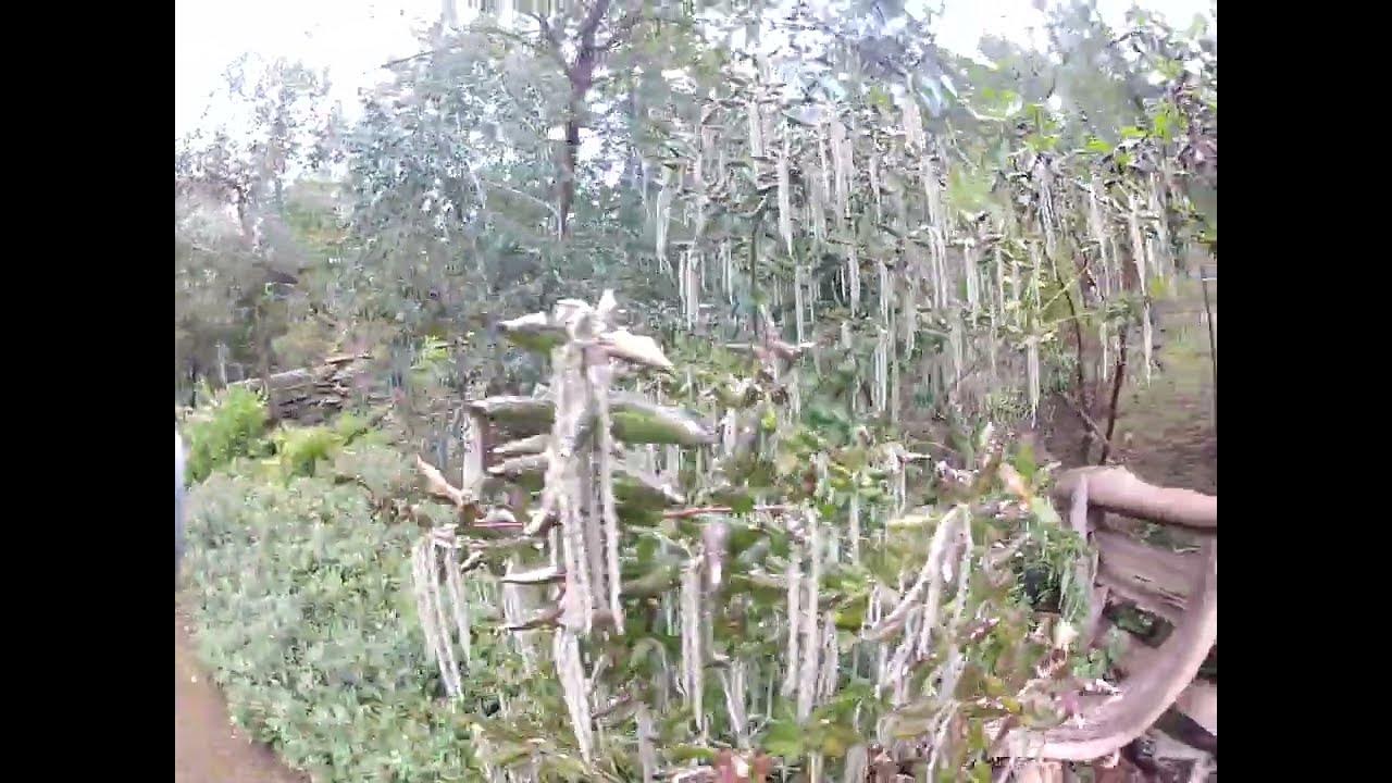 Silk Tassel Tree a must for every Exotic garden YouTube
