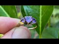 I found a gorgeous amethyst gold ring metal detecting underwater