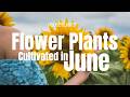 13 Summer Flowers That Will Transform Your Garden | Full Season