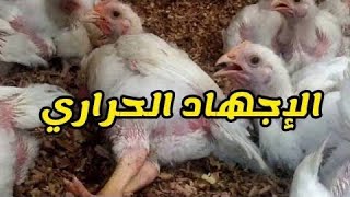 مقاومه حر الصيف والاحتباس الحراري ونهجان الفراخ بسبب الحراره العاليه مع دكتور محمد