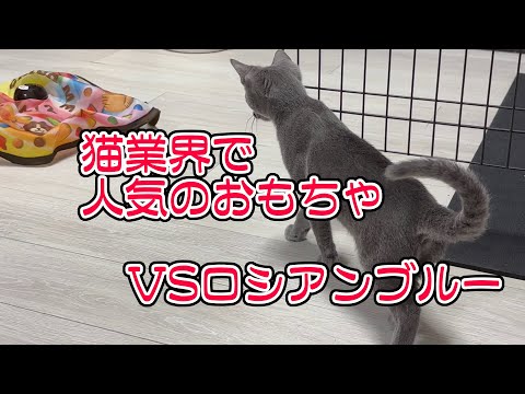 自動おもちゃで猫は遊んでくれるのか【えび　ロシアンブルー】 #cat #ロシアンブルー #猫