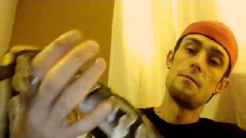 identifying a mojave ball python