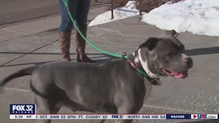 Exclusive Dogs can develop ADHD just like humans, study finds Profile