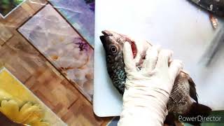 Dissection of Tilapia Fish AGRIFISHERY 1 ACTIVITY