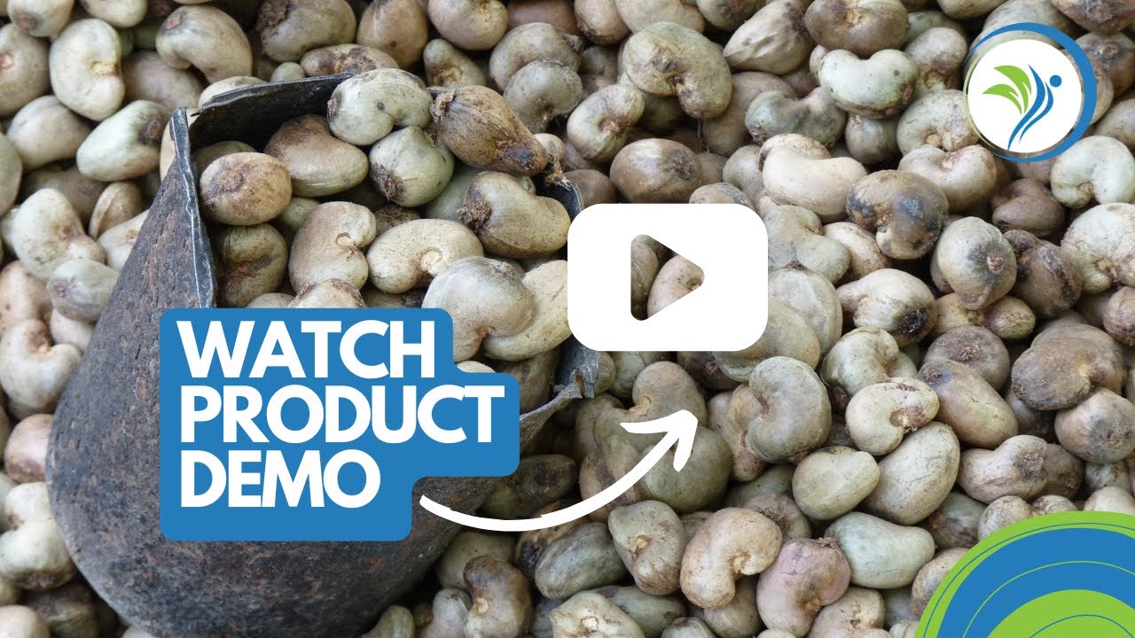 Experience Premium Raw Cashew Nut With Klogistics Trade