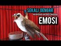 trucukan gacor ROPEL PANJANG buat pancingan trucukan agar bunyi jadikan burung trucuk gacor EMOSI