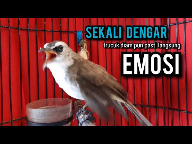 trucukan gacor ROPEL PANJANG buat pancingan trucukan agar bunyi jadikan burung trucuk gacor EMOSI class=