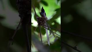  Indian paradise flycatcher Birds Life Singing, Chirping, Playing #wildlife #4k #shorts #birds #fyp