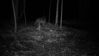 Coyote 2017 0404 Cam28a VID6113 Eating Something