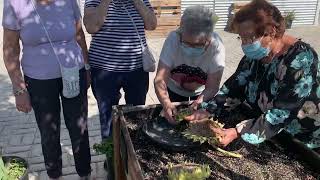 Girasoles | Youtubers de la Huerta Centro de Día Gertrudis de la Fuente.