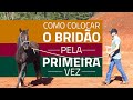 Como colocar o bridão pela primeira vez: aprenda como deve ser feito