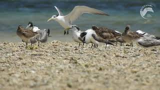 Mengenal jenis-jenis burung pantai di Cagar Alam Leuweung Sancang