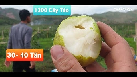 Thăm Vườn Táo 1300 Cây Mới Trồng 9 Tháng Dự 30 -40  Tấn Quả l Núi Đồi Lục Ngạn
