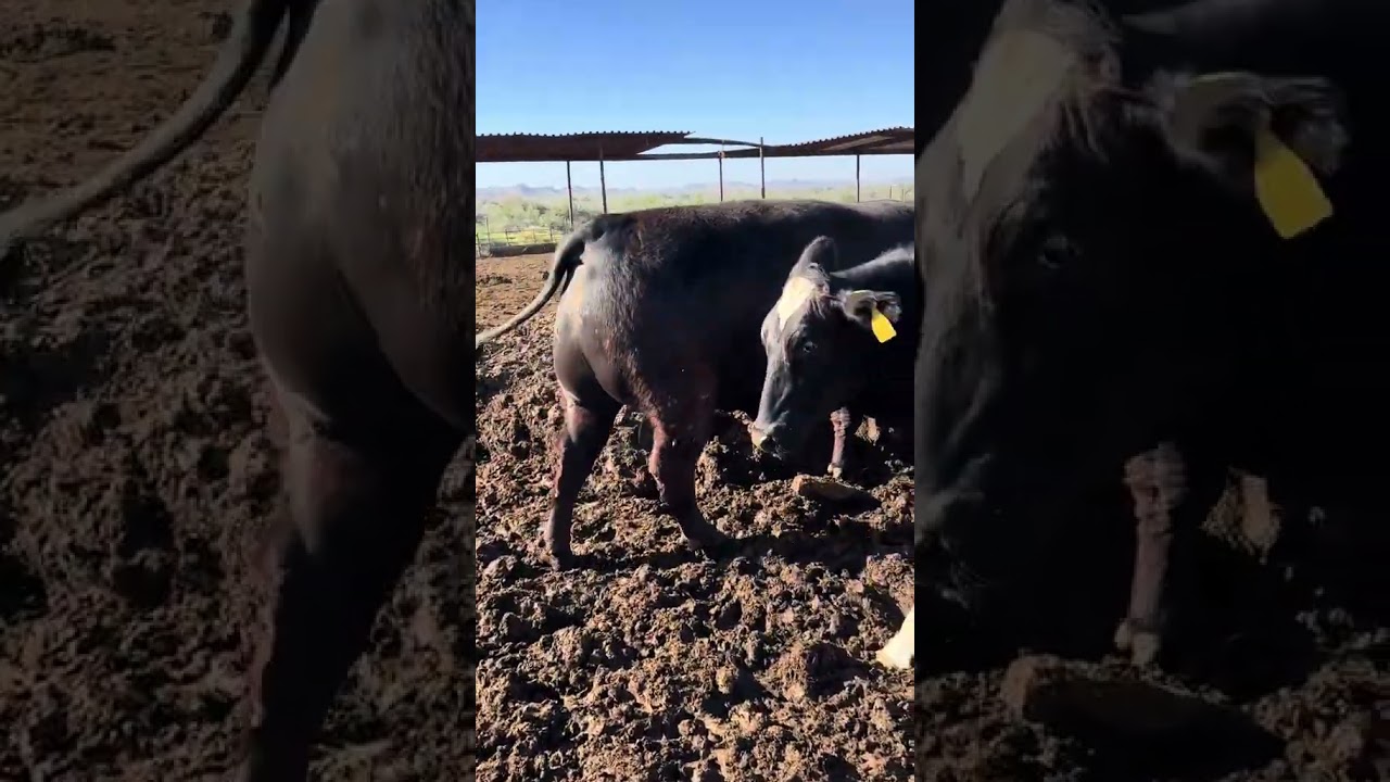 Angus Beef Bull vs Holstein Dairy Cow - What’s the Difference?