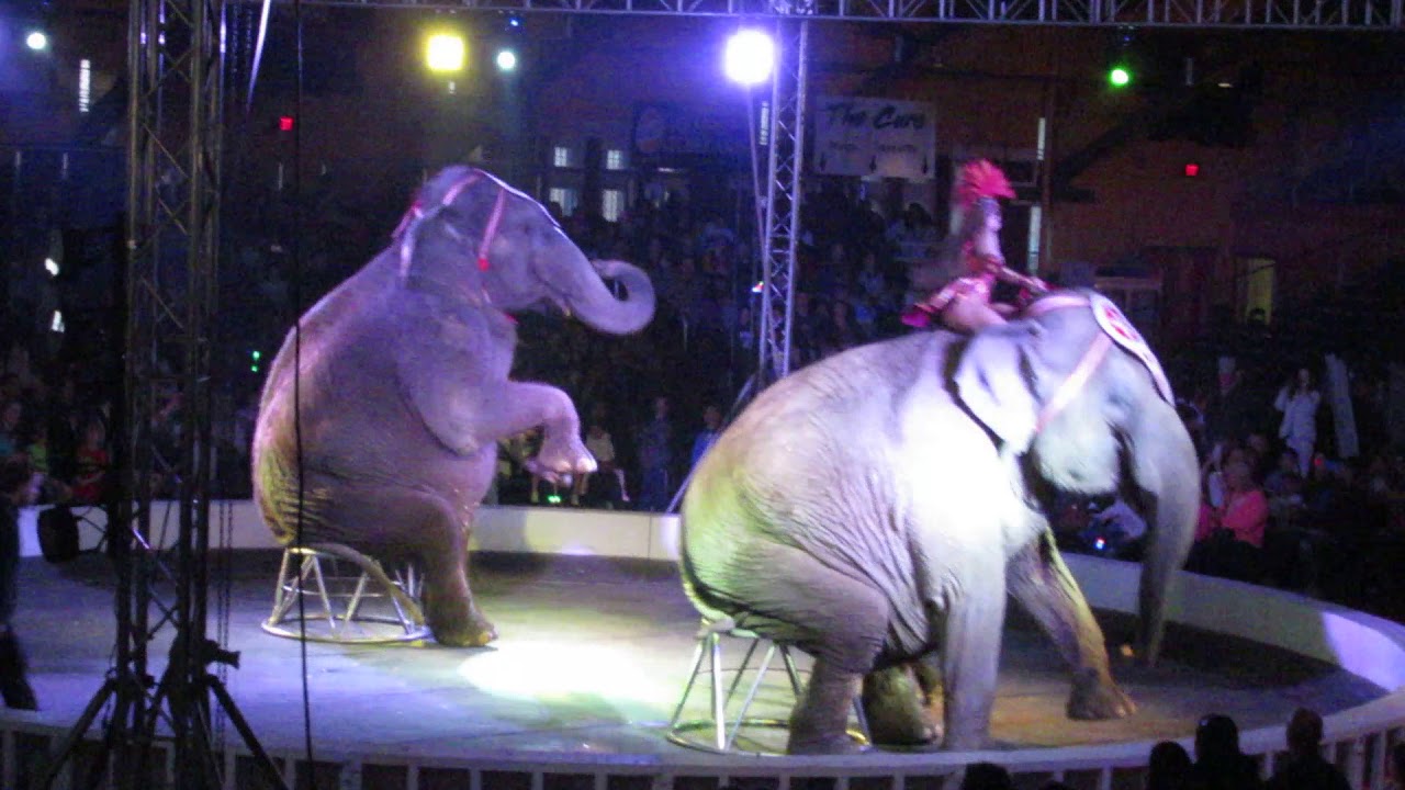 2018 4 21 Elephants In Albany Ny Garden Bros Circus You 2018 4 21 Elephants In Albany Ny Garden Bros Circus