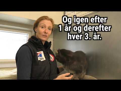 Video: Skal En Kat Vaccineres?