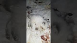 Гималайская кошка Гималайская кошка