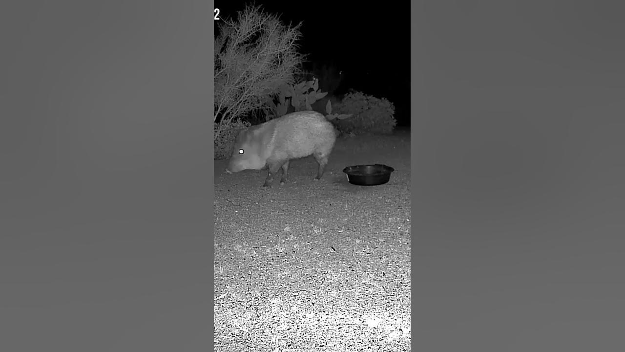 3 am do you know where your local Javelina is? YouTube