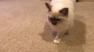 Ragdoll kitten - like a puppy, The greatest companion, loyal pet who loves his owner! by Ragdoll Kitten Life 425 views 6 years ago 1 minute, 42 seconds