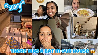 There was a BAT 🦇 in our house again😱*scary*