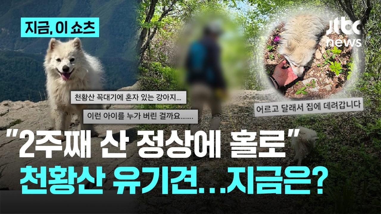 울산 천황산 정상에 홀로 남겨진 강아지, 부부 손에 무사히 구조