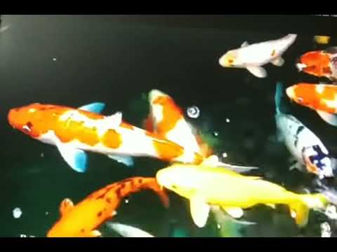 محميه راس محمد الطبيعيه بشرم الشيخ جديد