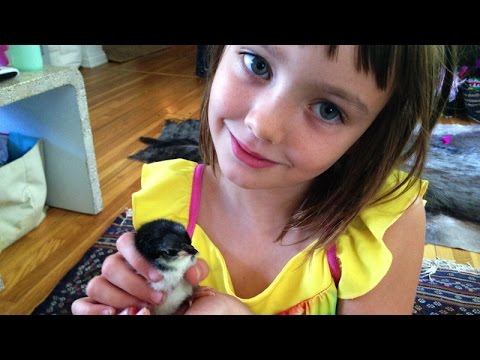 Hatching Backyard Chickens Part 3: HATCH DAY!