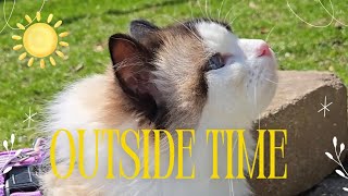 Hangout in the Yard with Me and Eevee