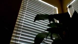 Android + IOIO + Window Blinds Control