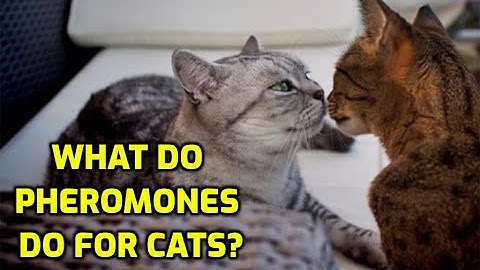Do Cat Pheromones Really Work?