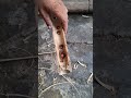 papuan fire rope the traditional art of starting a fire #primitivefire #traditionalfire